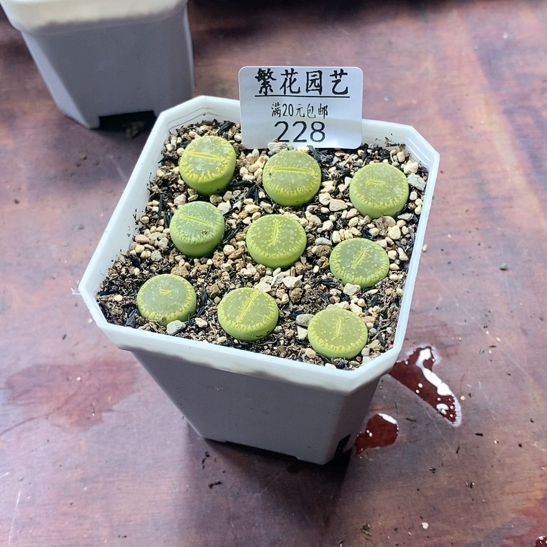 228、绿光阳、带盆土发货