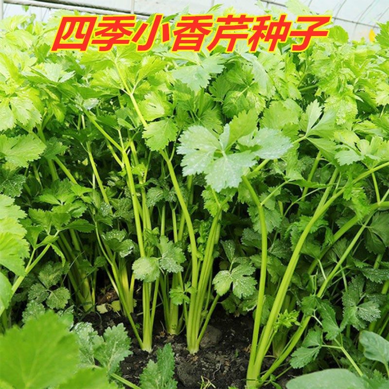 【易生长】四季小香芹种子四季易播种实心小香芹种子蔬菜非种球