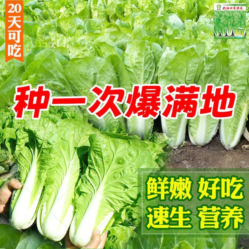 20天四季速生耐热耐抽苔白菜种子菜种子大小白菜蔬菜大田种球