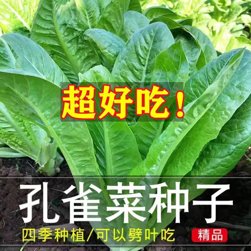 孔雀菜种子生菜种籽四季种植生吃脆甜高营养阳台盆栽秋季菜籽大全