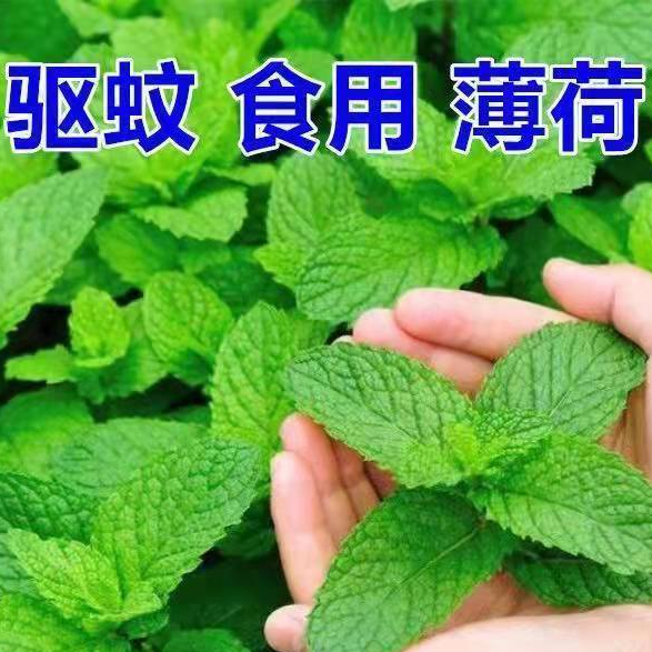 花草种子四季耐寒耐热阳台盆栽庭院植物种子食用薄荷种子柠檬薄荷