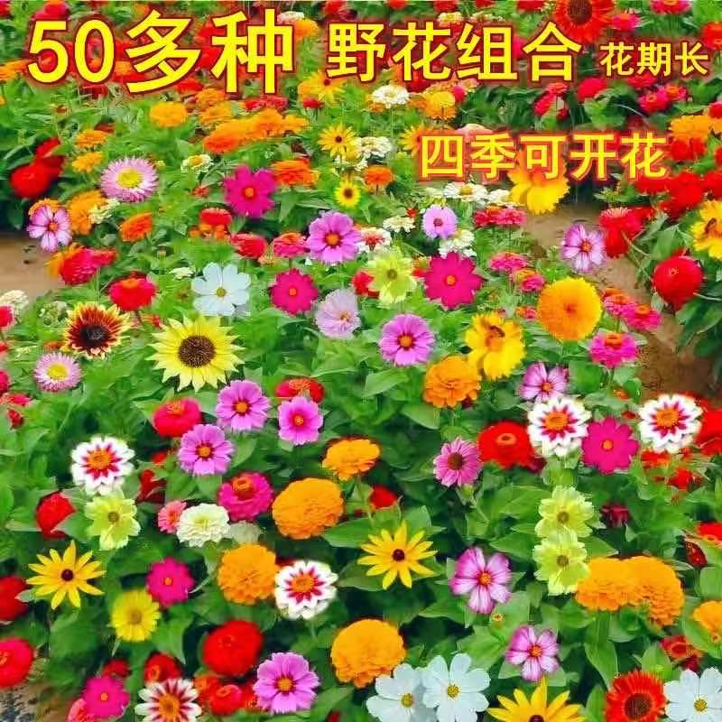 【易生长】【混装花卉种子1000粒/包】四季开花易养活阳非种球