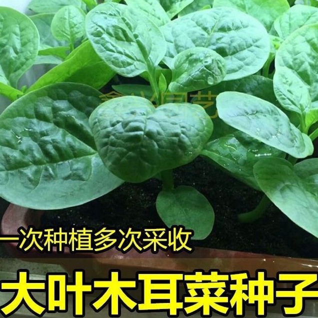 大叶木耳菜种子豆腐菜种籽春夏秋阳台盆栽田园蔬菜种子四季种球