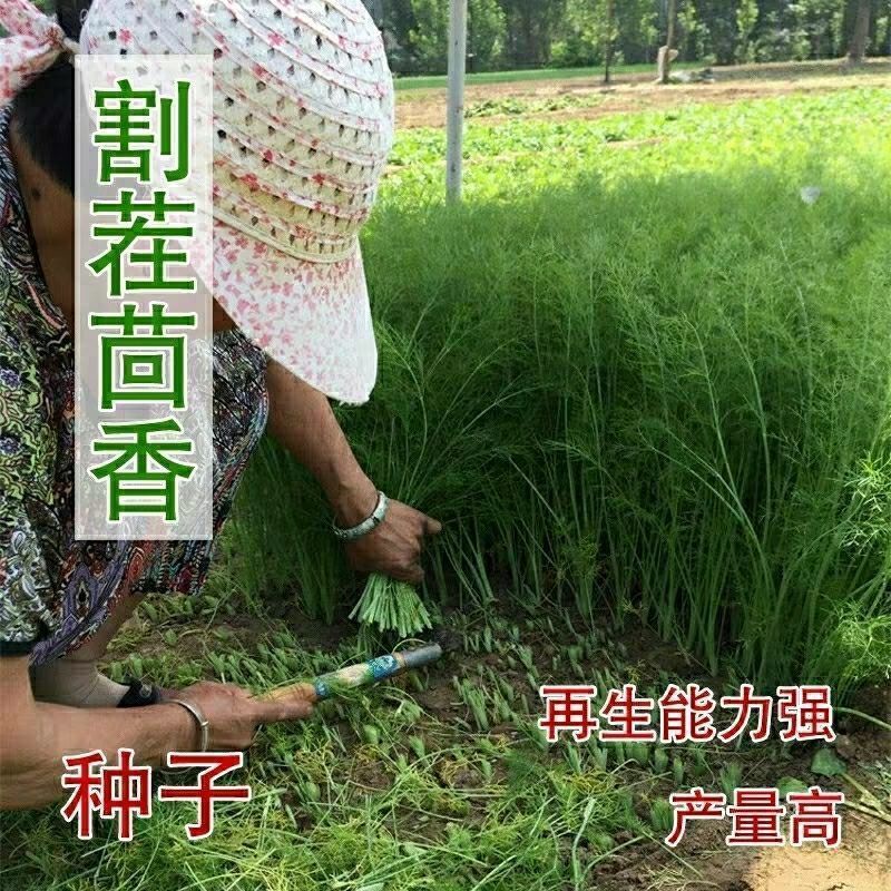 割茬小茴香种子 阳台盆栽香料蔬菜种子庭院四季播茴香菜籽 易种植