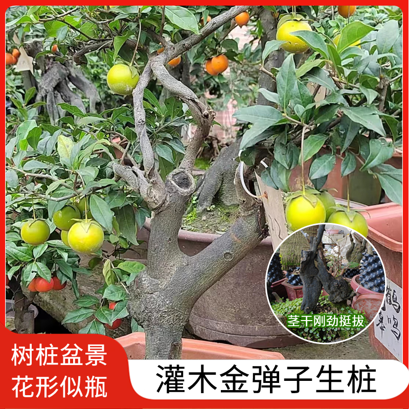 灌木金弹子生桩原生