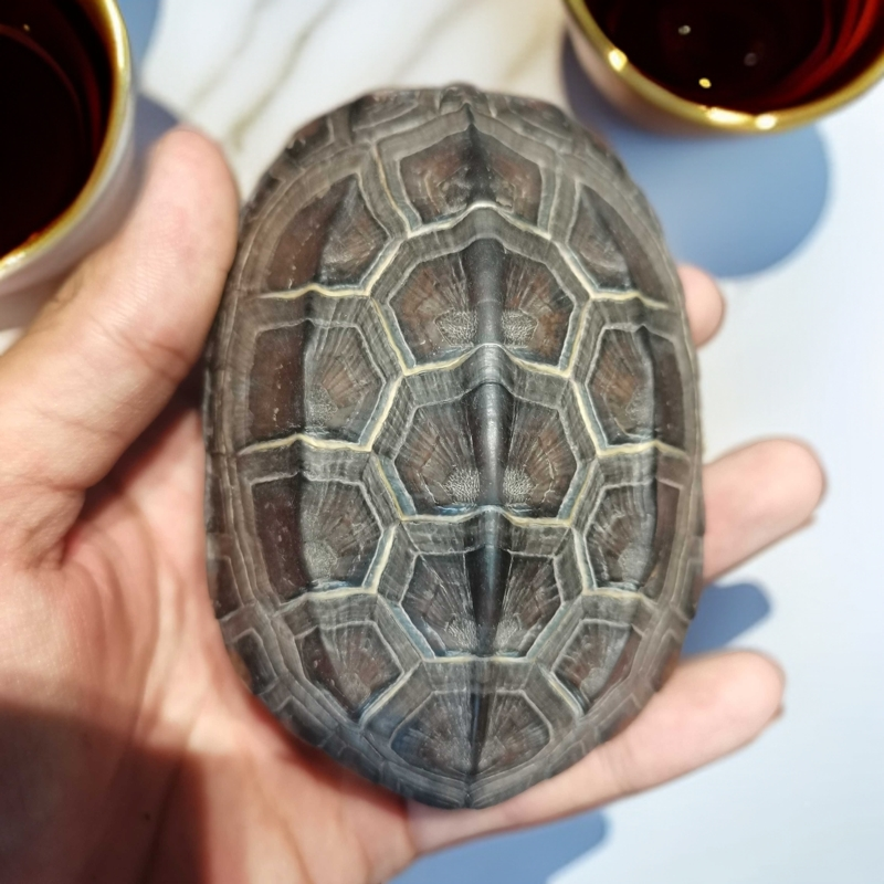 精品文玩龟壳，一物一拍