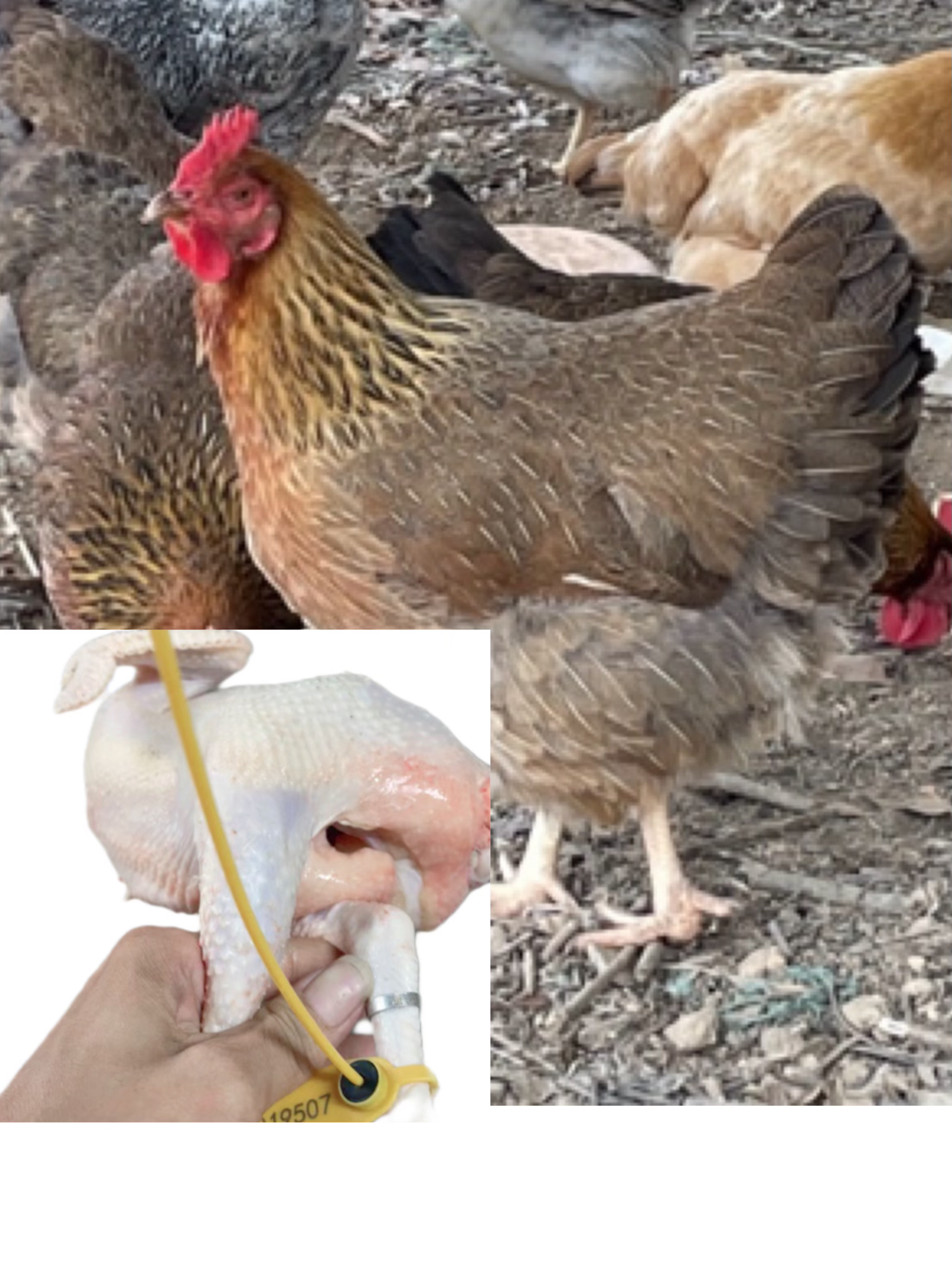 两只清远母鸡 果园散养190天走地鸡