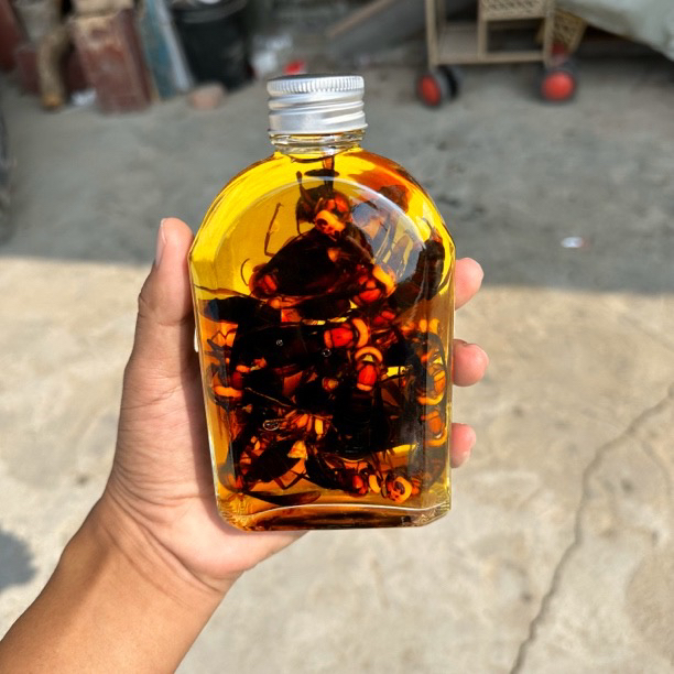 虎头蜂原浆金环虎头蜂黑尾虎头蜂诱蜂水