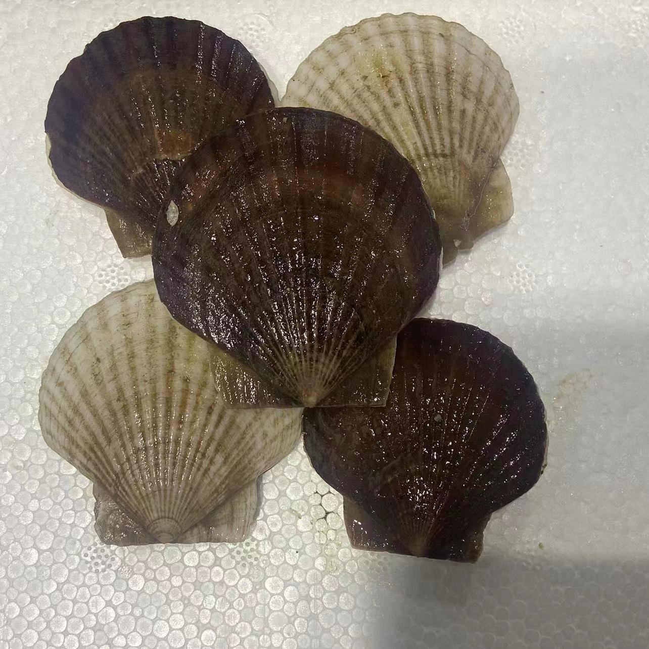 夏夷扇贝3斤 包邮
