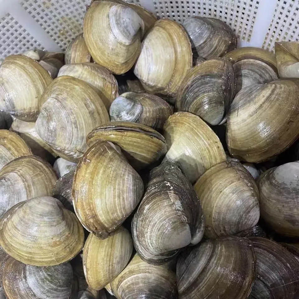 北极贝 3斤 包邮