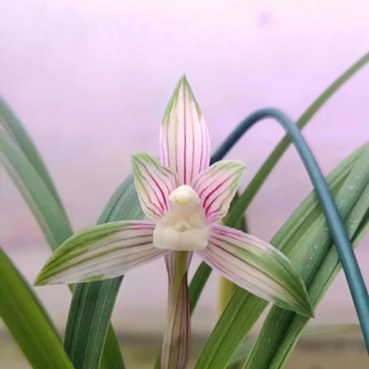 祥瑞兰园精品国兰（一物一拍直播间小黄车专用水仙花）兰花