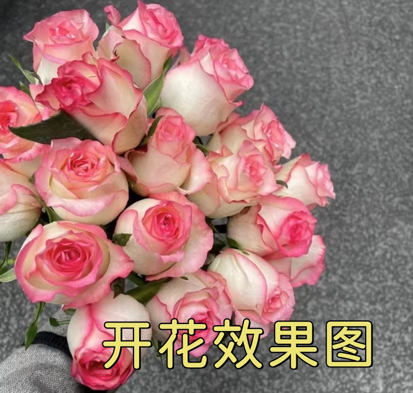 MC【艾莎】花苞发货 星花怒放 月季盆栽 四季开花春季种植
