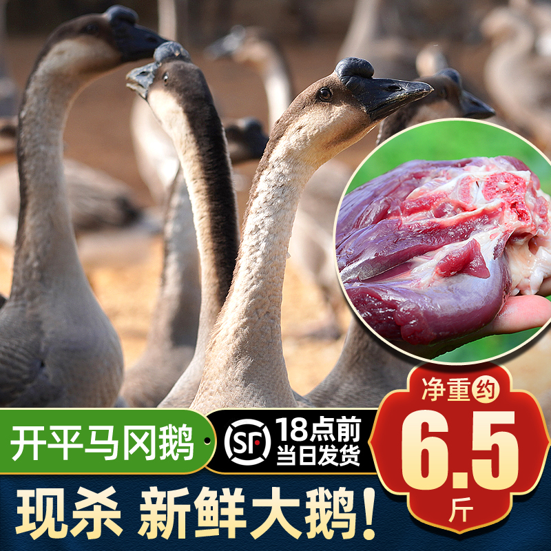 生鲜鹅整只6.5斤带内脏 开平马冈鹅 光鹅新鲜现杀鹅肉 顺丰冷链