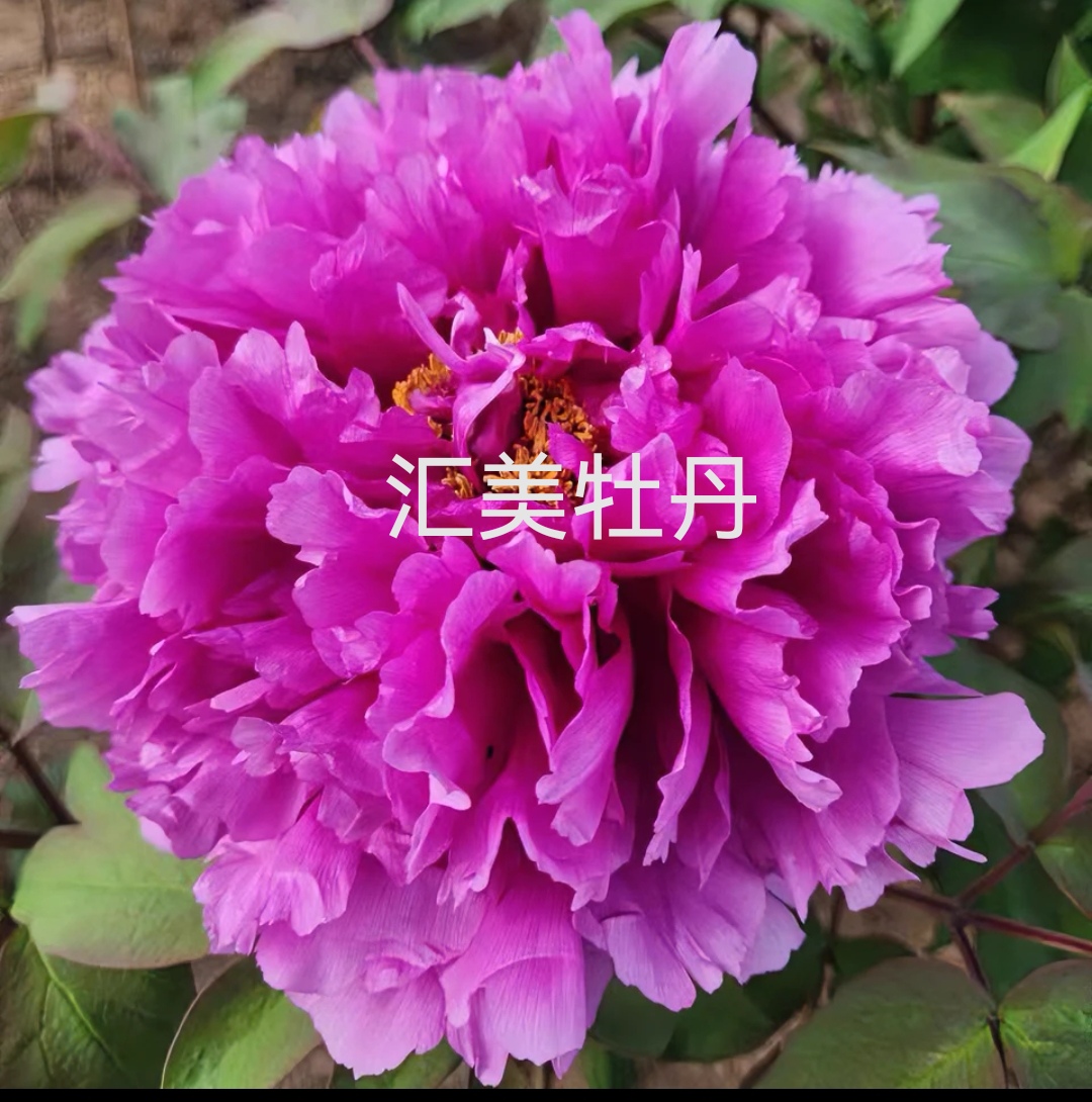 牡丹品种（层中笑）