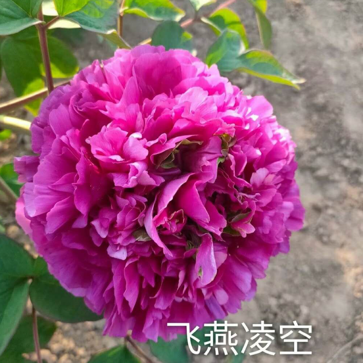 牡丹品种（飞燕凌空）