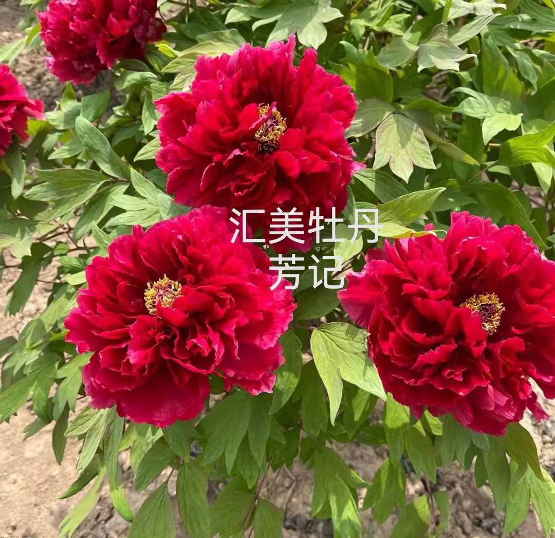 牡丹苗品种（芳纪）