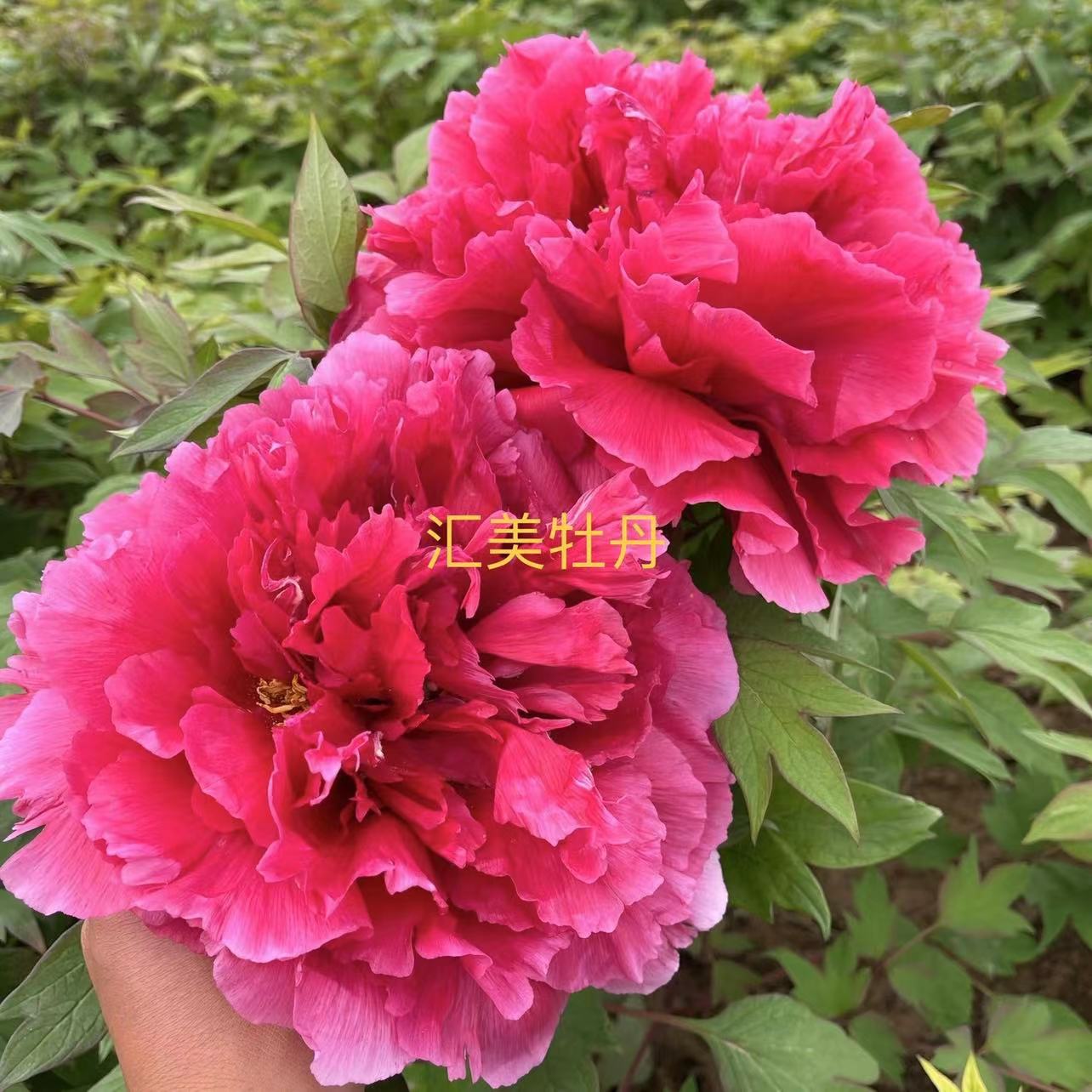 牡丹花品种（花王）