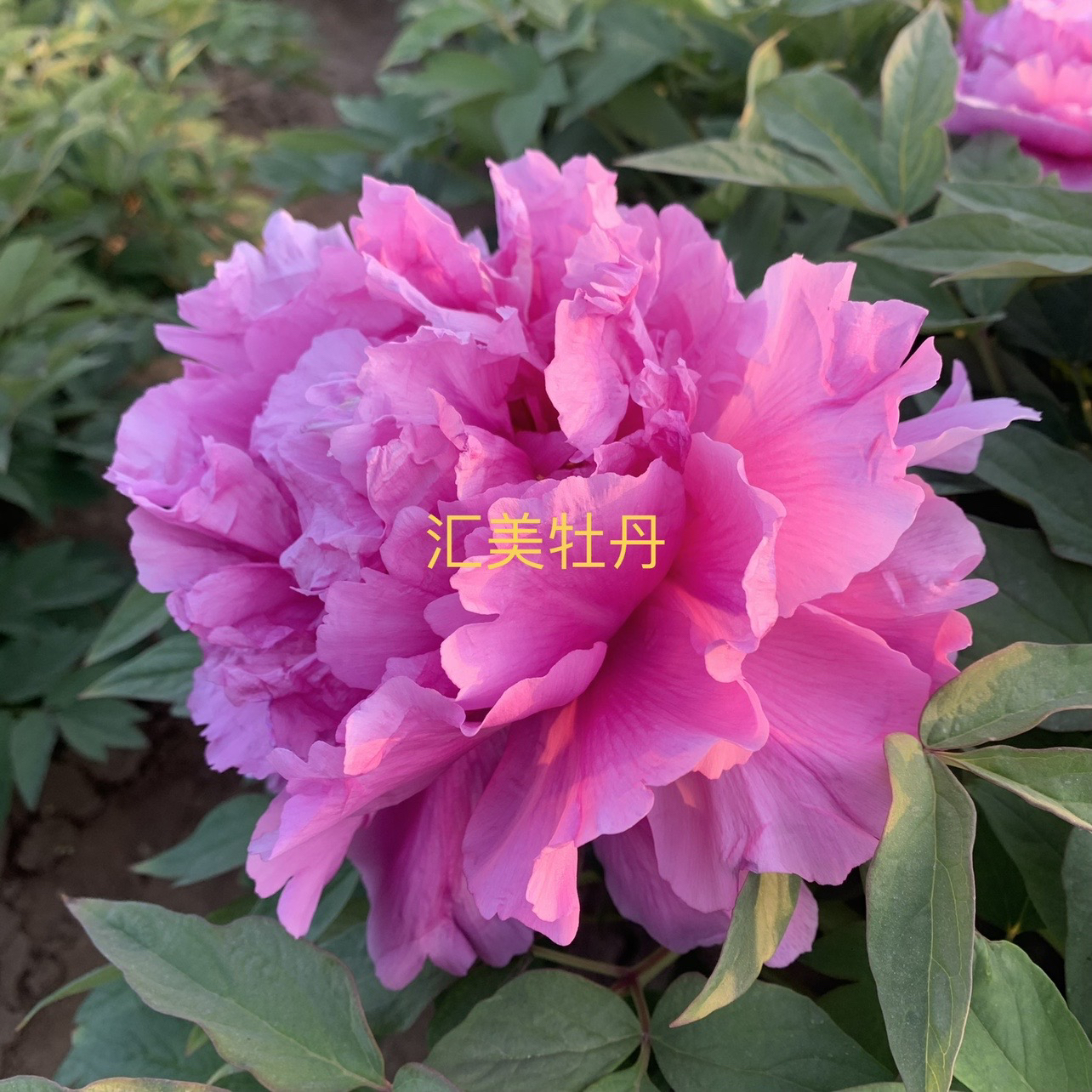 牡丹品种（俊艳红）