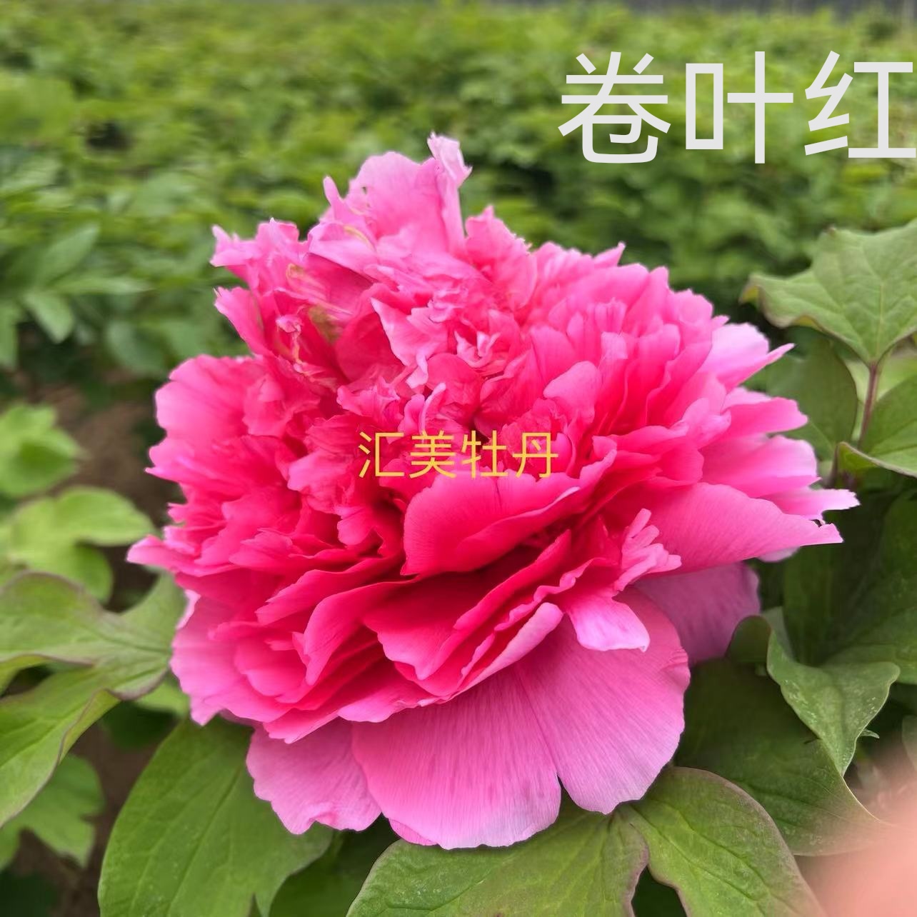 牡丹品种（卷叶红）