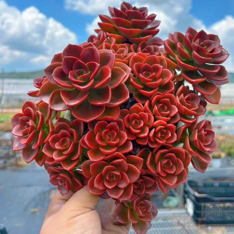 H【老桩红酒玫瑰】喜阳耐晒，好养活，带原盆原土，天天精品多肉