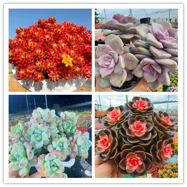 x红葡萄+罗马盆组合 越晒越红，新手好养 带盆带土发货