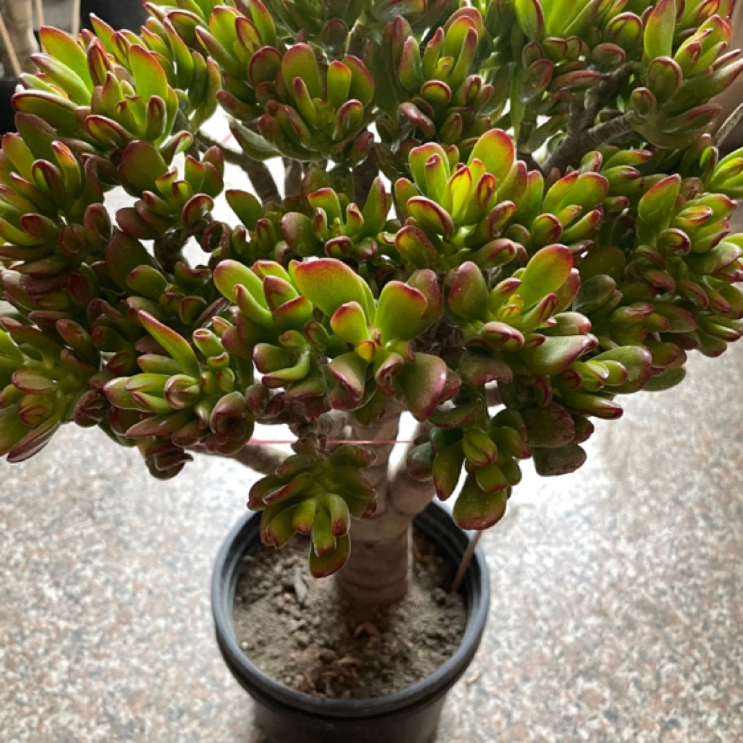 多肉植物招财猫花月老桩高30宽30（一物一拍）