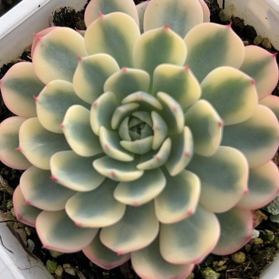 姬莲锦（12厘米盆）多肉