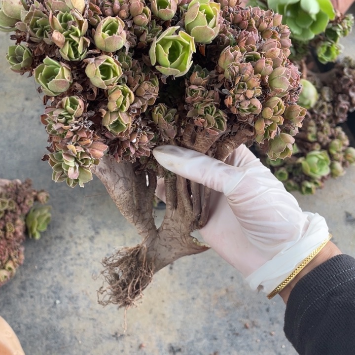 多肉葡萄的做法也非常成功