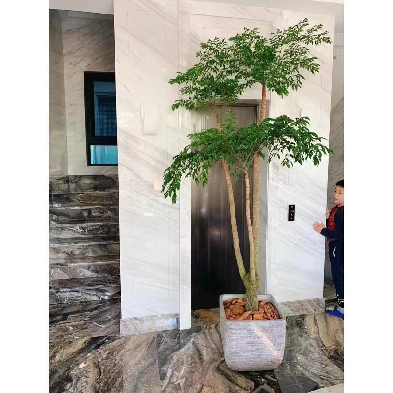 常青颜值幸福树百合大盆栽植物室内庭院发财树绿植盆栽大摆件铁树