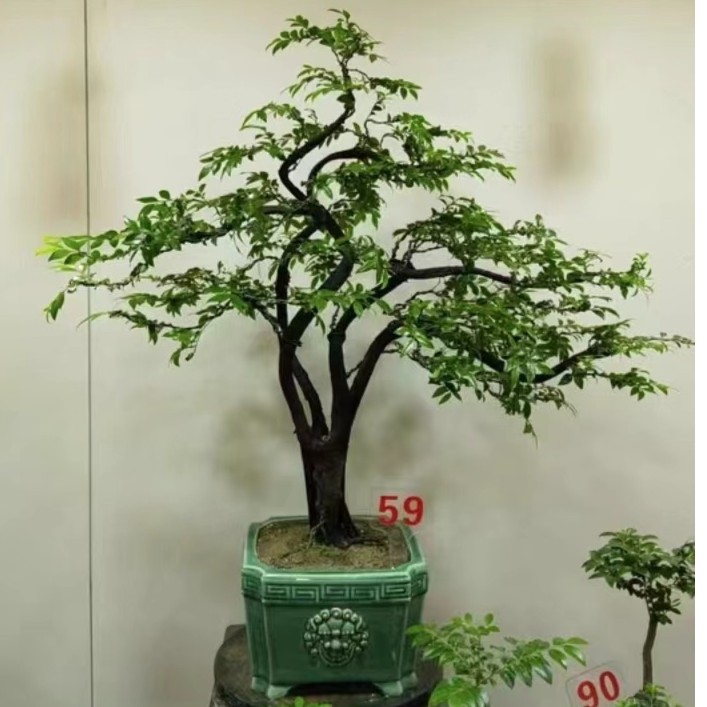 小叶紫檀黒骨茶室内高端名贵绿植（一物一拍）观叶