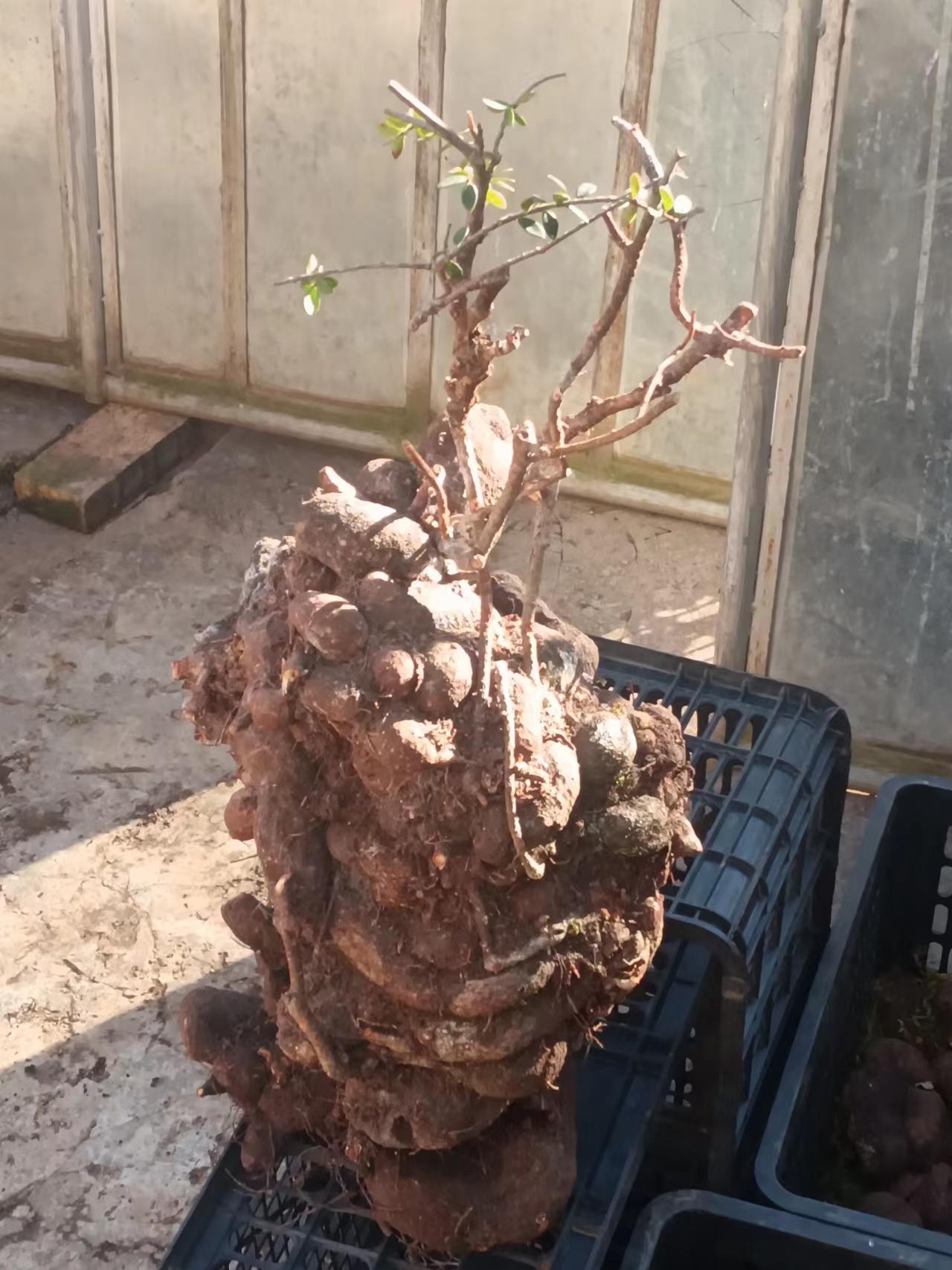 米叶红花伍翅梅树萝卜