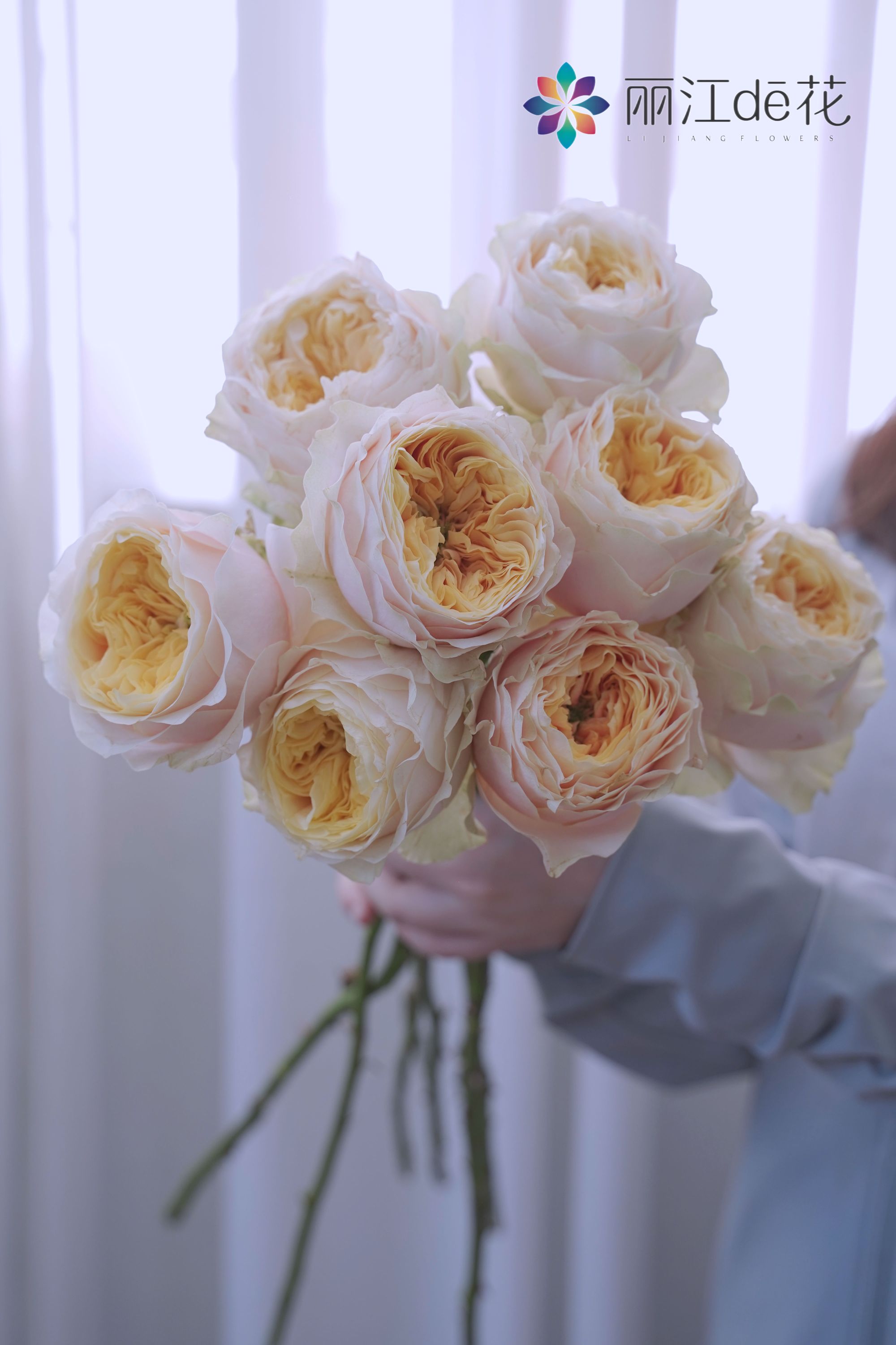 【丽江的花】品牌无土栽培特蕾莎玫瑰 云南基地直发 顺丰包邮