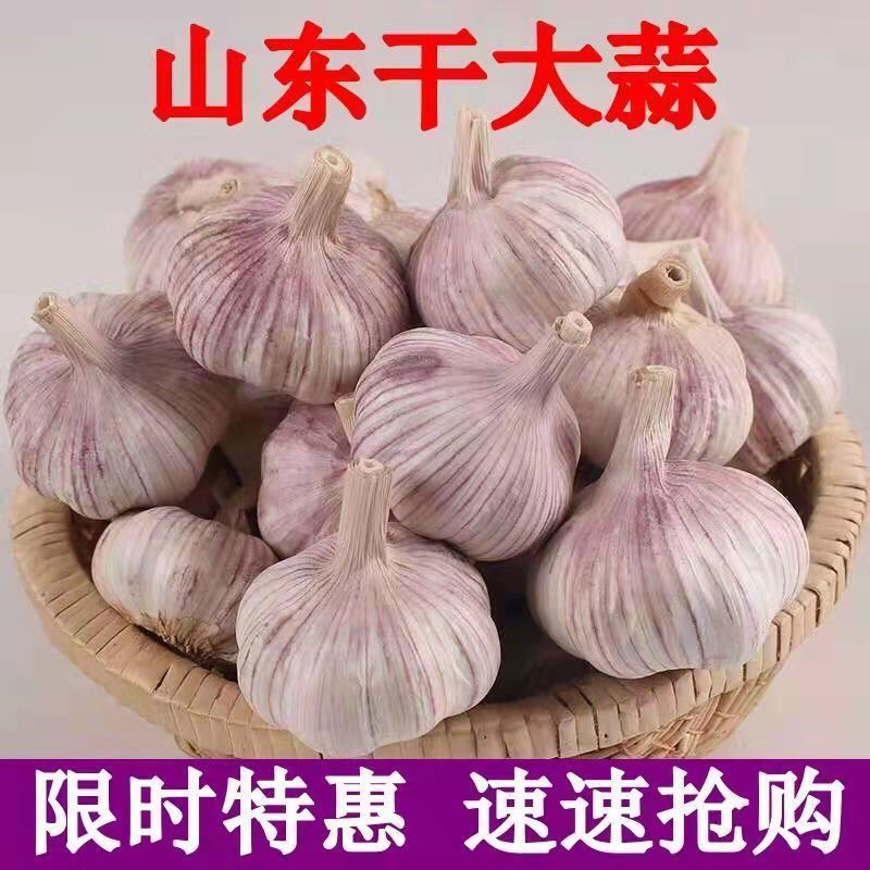 【庆庆】干大蒜批发头蒜紫皮头蒜特大新鲜厂金乡大蒜绿色营养日常