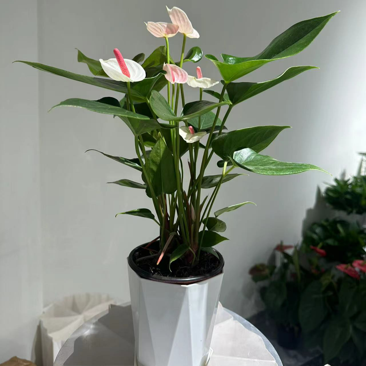 【白掌白色丽人-120杯】一帆风顺四季开花4-6朵花3株苗原土带盆发货