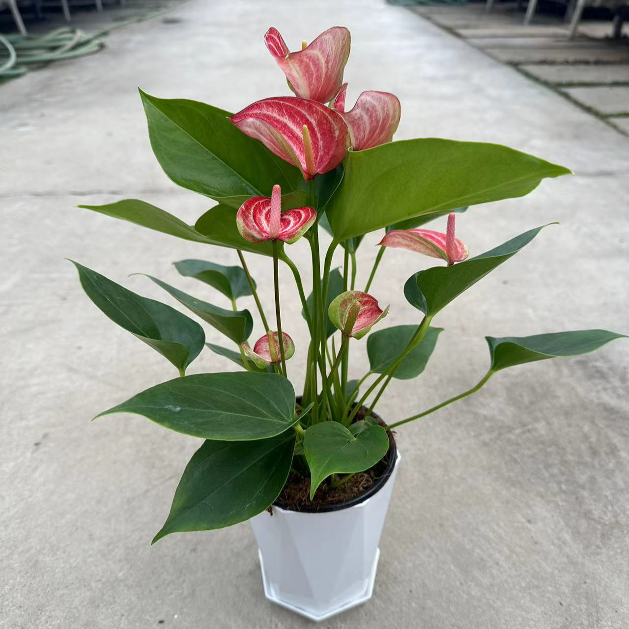 【红掌利维姆-120杯】鸿运当头四季开花4-6朵花3株苗原盆带盆发货
