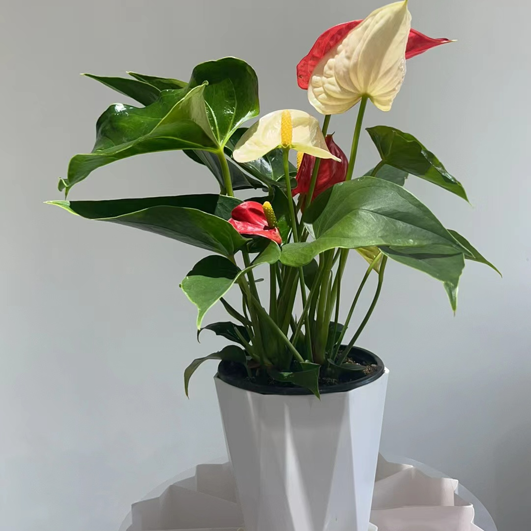 【红掌混色密西根120杯】鸿运当3-5朵花2株苗原盆带白盆发货