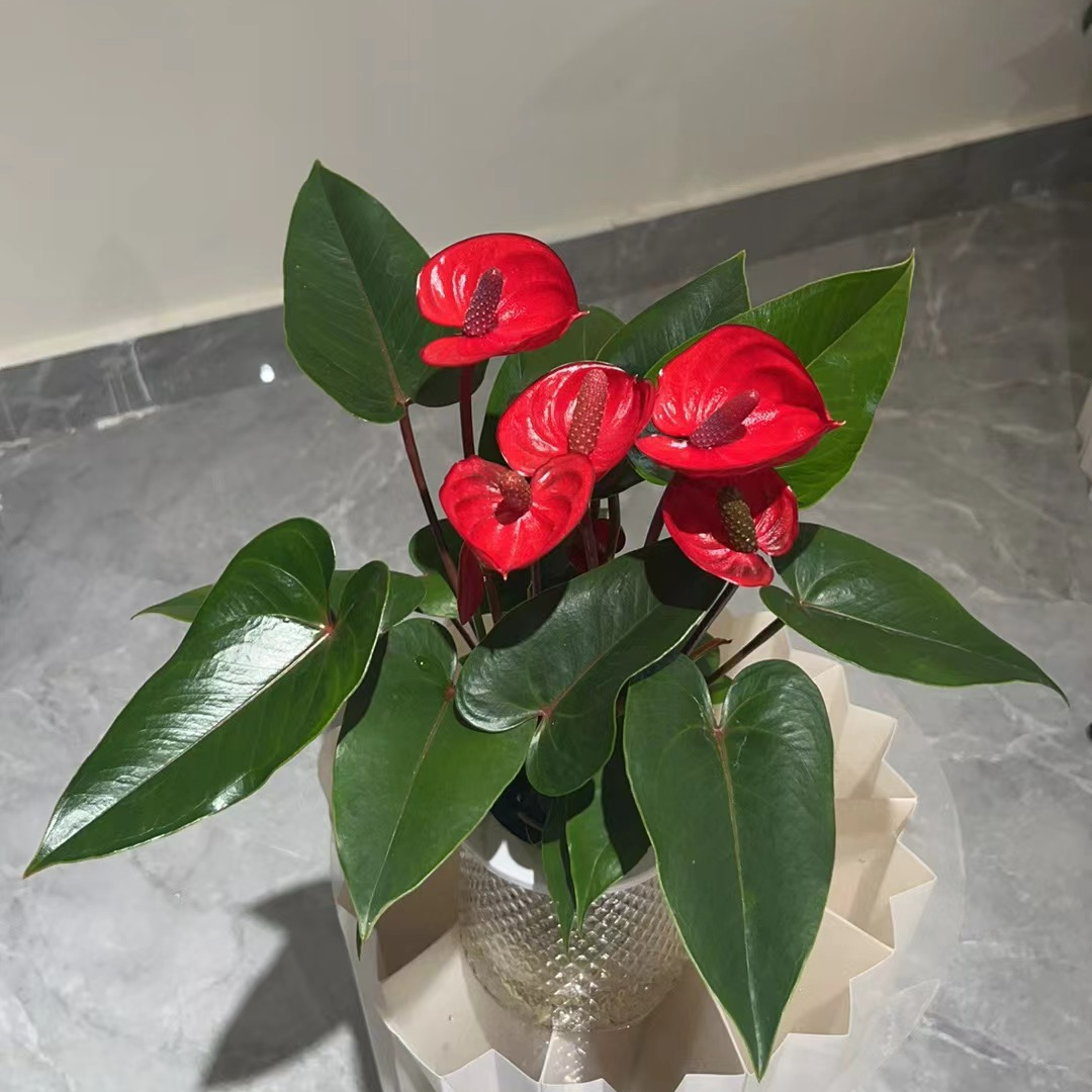 【红掌小娇-120水培杯】鸿运当头四季开花4-6朵花2株苗水培带盆发货