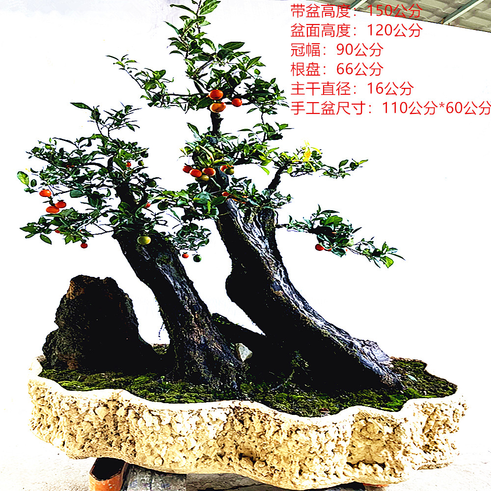 金弹子手工盆景盆栽尺寸精品老桩挂果绿植花卉园林阳台庭院