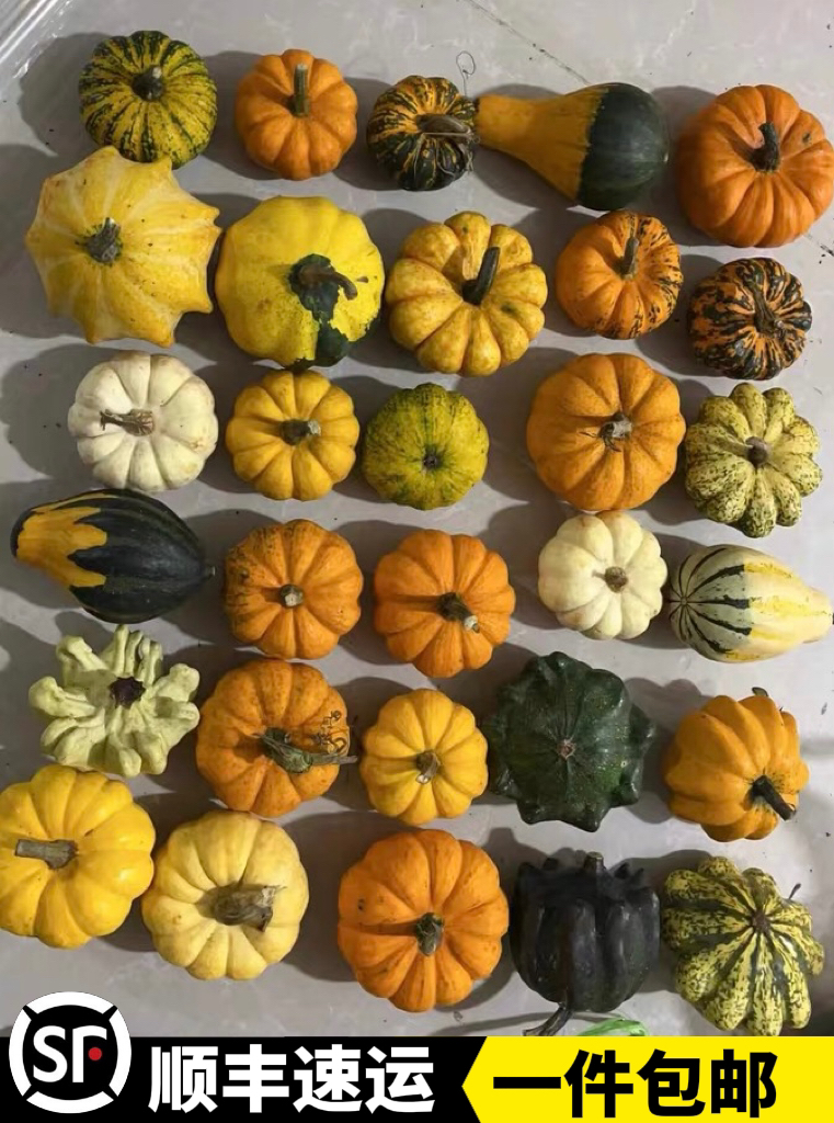 私人订制摆件小南瓜