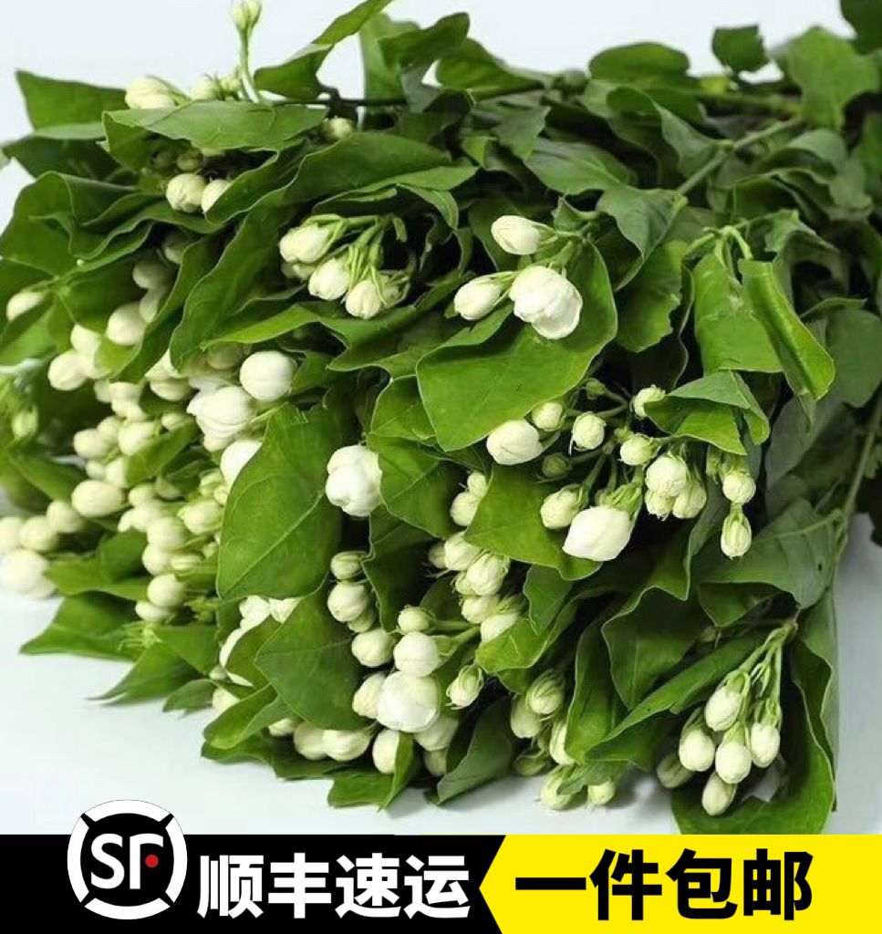 云南昆明基地直发茉莉鲜切花家用插花