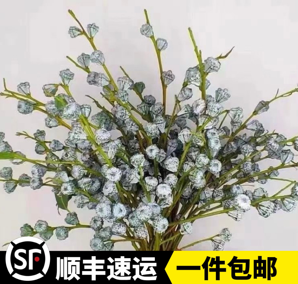 云南斗南基地直发尤加利新果老果家庭花店水养可做干花