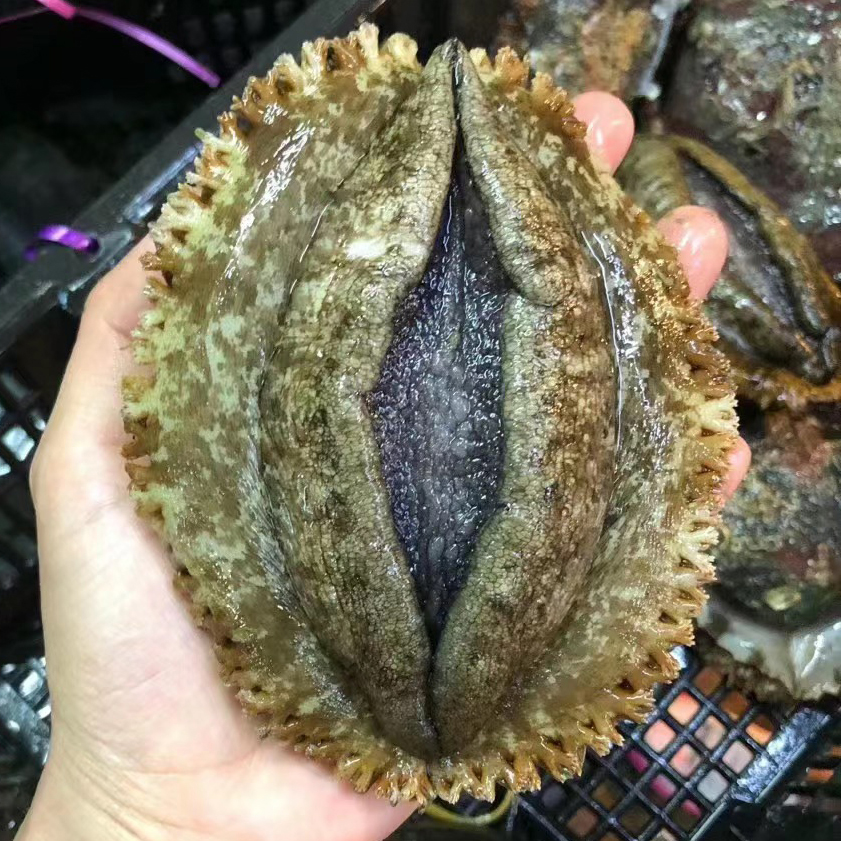 【鲜冻】2头鲍鱼手剥纯肉9颗 约520克-540克之间每包 连云港发货