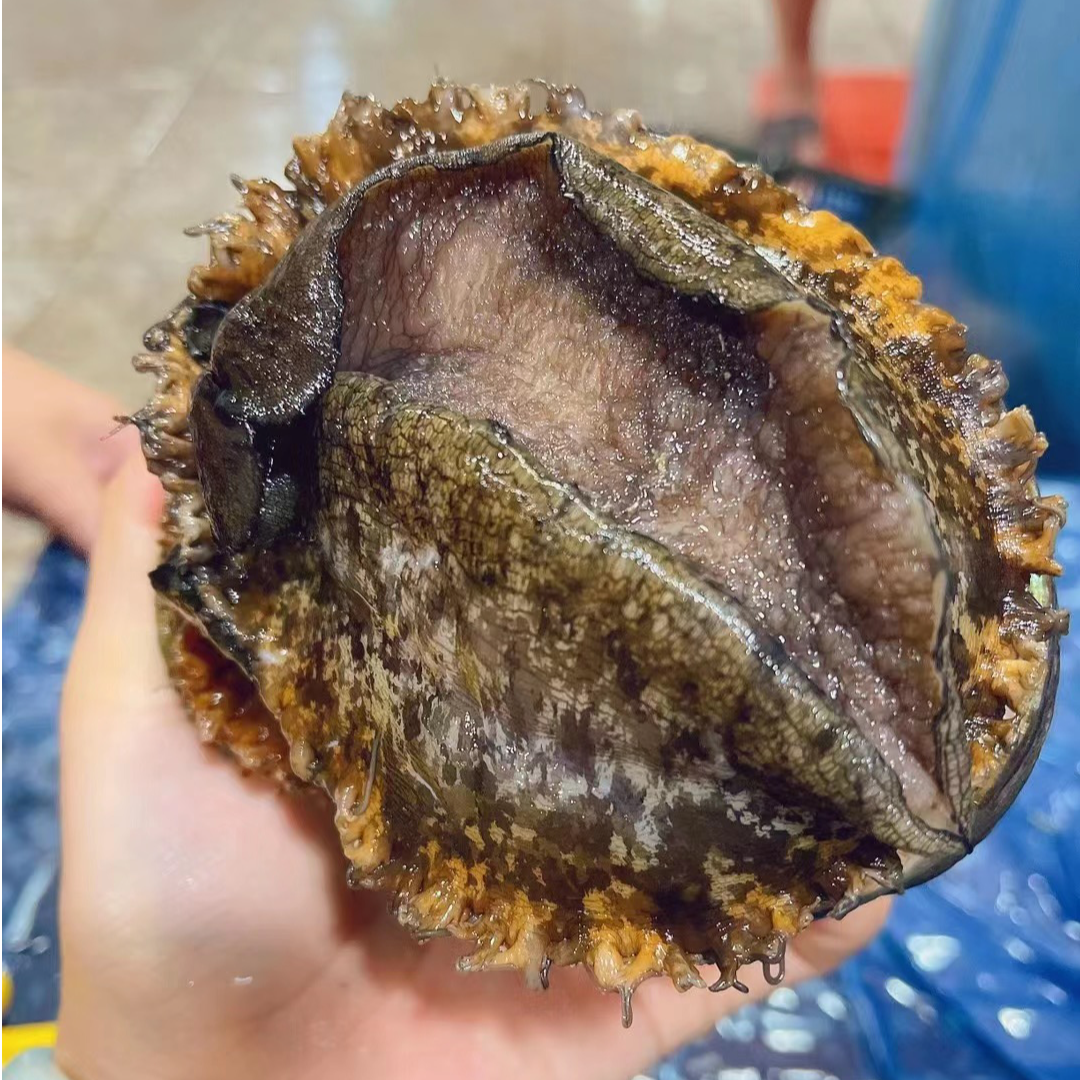 【鲜冻】九孔鲍鱼肉1头-2头鲍鱼手剥纯肉2颗约520克-540克之间每包
