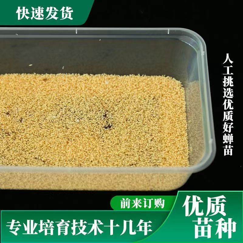 金蝉幼苗养殖蝉种子幼苗知了蝉卵孵化爬幼苗优质养殖蝉爬炸候