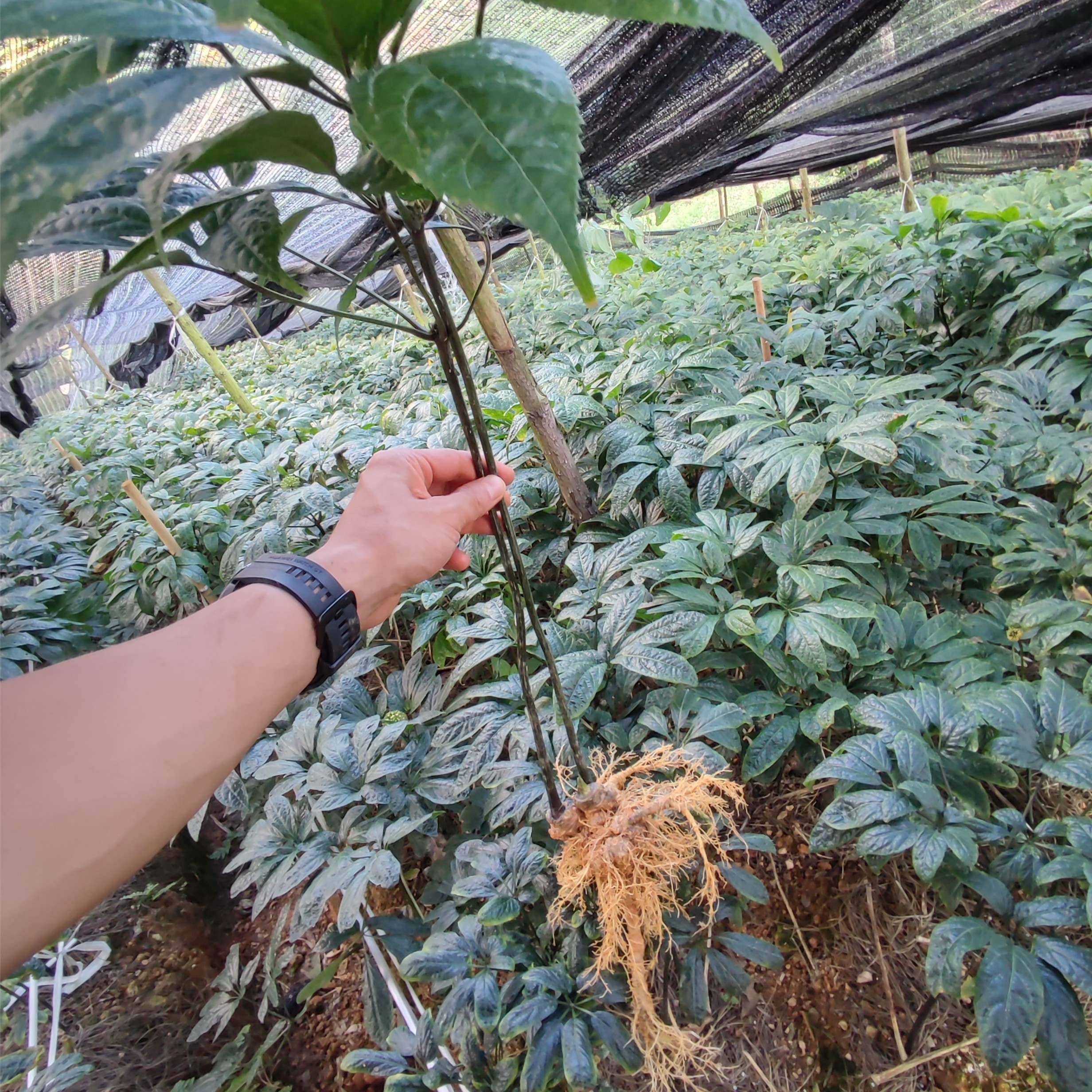 柯埄云南文山新鲜三七生三七（110三斤）