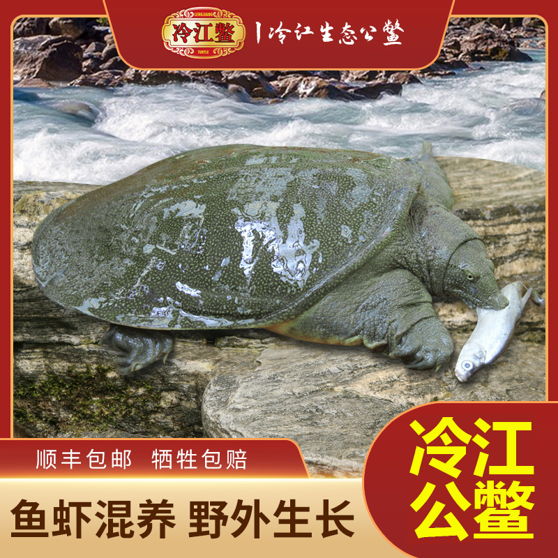 【公鳖】冷江公甲鱼正宗生态仿野生养殖1-7斤鱼鳖虾套养大甲鱼