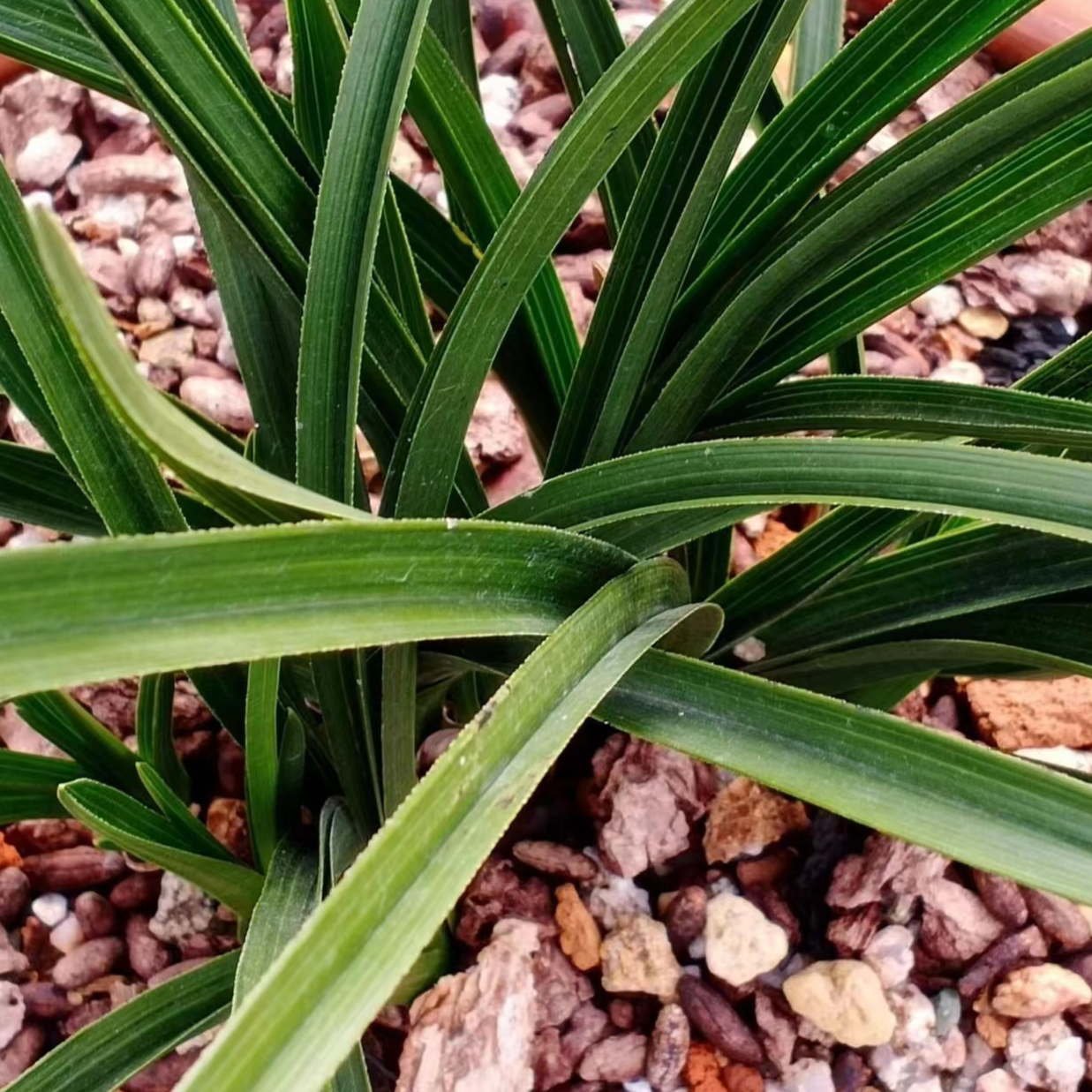 兰花一物一拍（10-500）