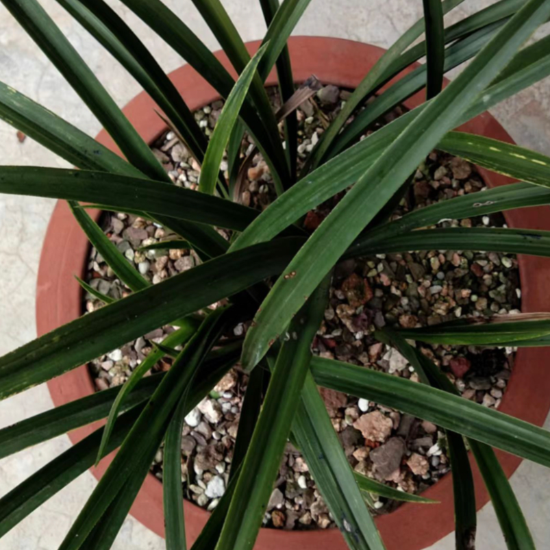 【秦岭兰艺】观赏植物兰花（满100包邮）