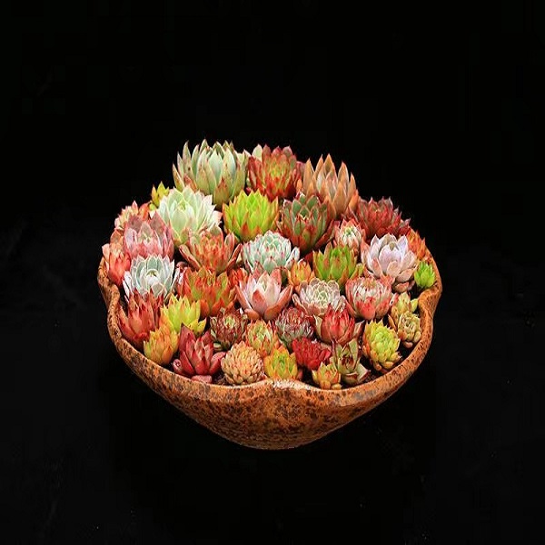 1201-1250多肉植物盆栽萌肉套餐新手好养绿植简单绿色粉色红色