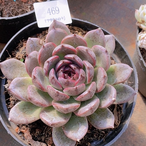 【闪购商品】云469